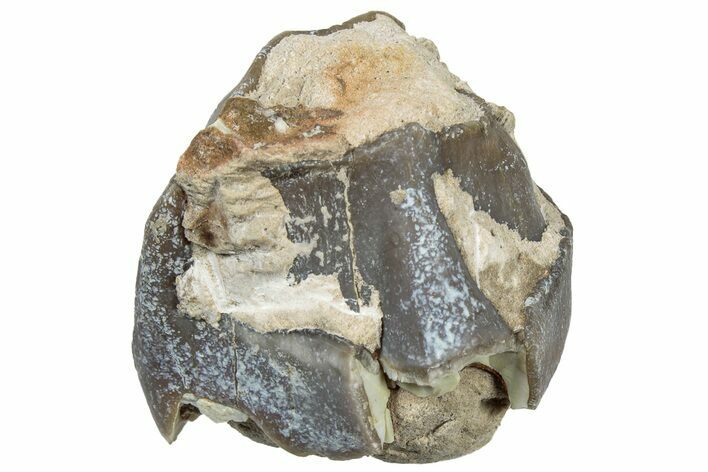 Fossil Running Rhino (Hyracodon) Tooth - South Dakota #300426